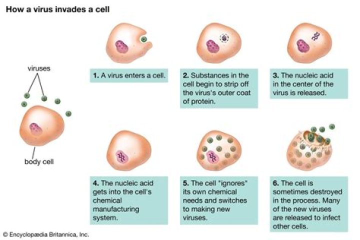 Can viruses hide from scan?