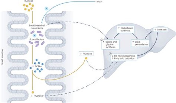 Can you reverse fructose malabsorption?