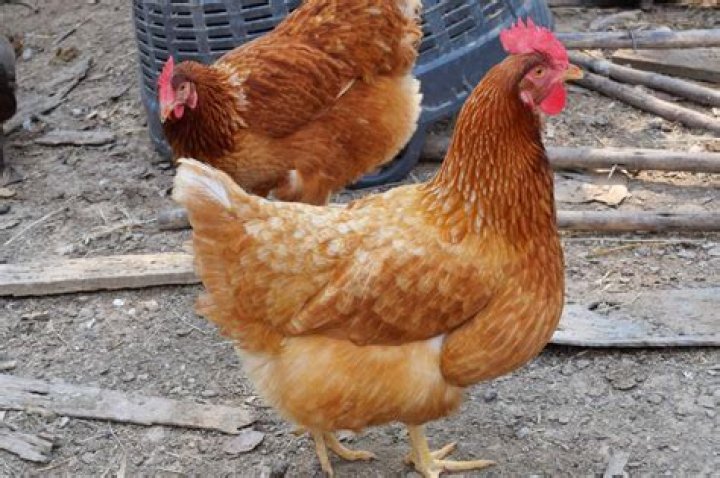 How can you tell an ISA brown rooster?