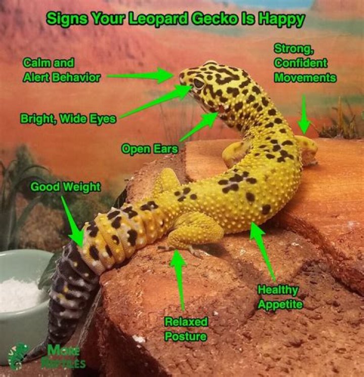 How do I know if my leopard gecko wants to be held?