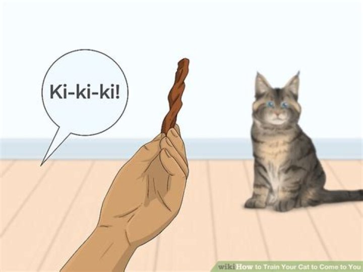 How do you call a cat to come to you?