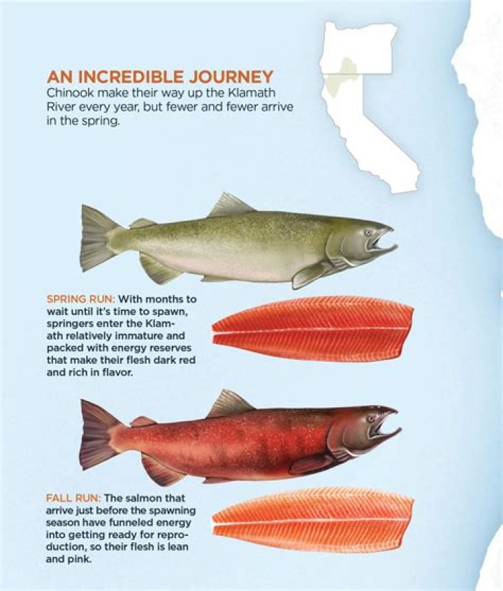 How do you tell if a salmon is spawning?