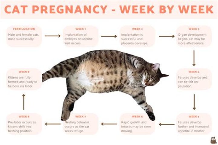 How long does it take for a cat to get used to a new home after moving?