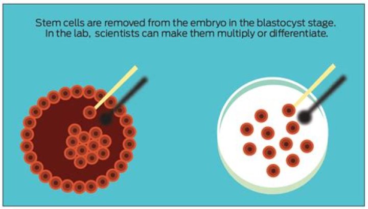 How many embryos are destroyed for stem cell research?