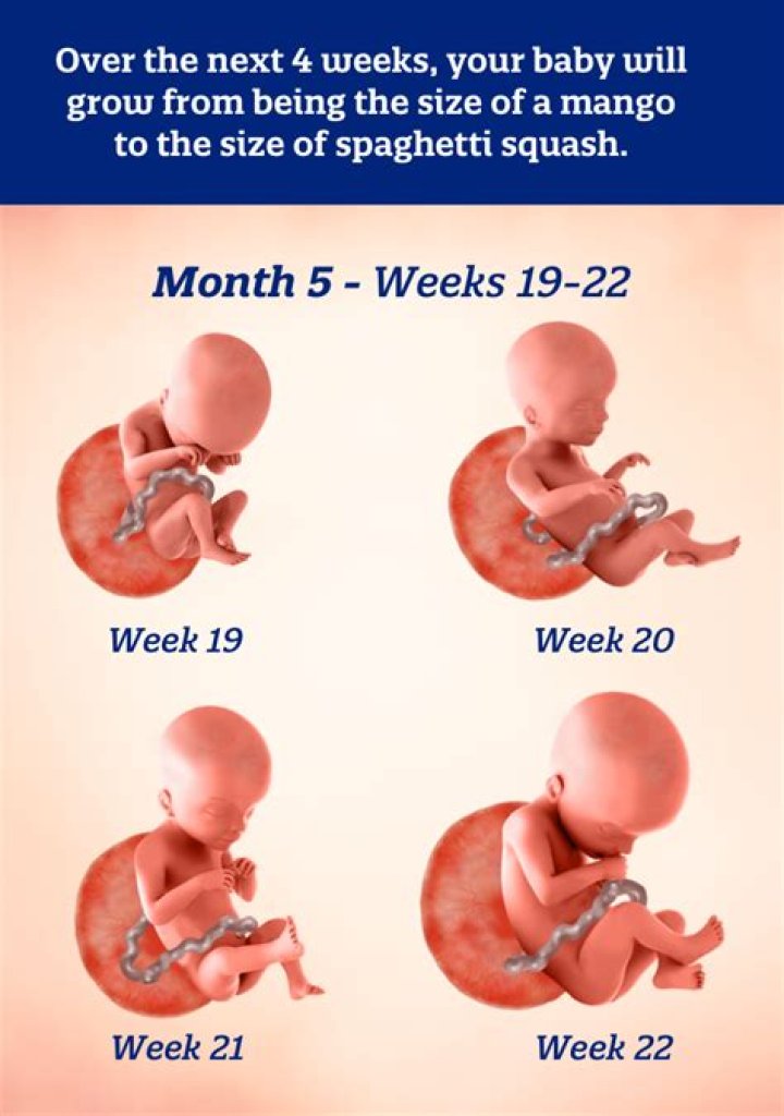 How many months is 10 weeks 5 days pregnant?