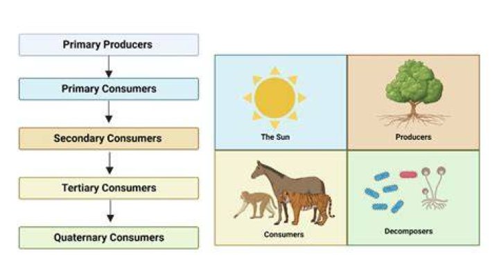 What are consumers in economics?