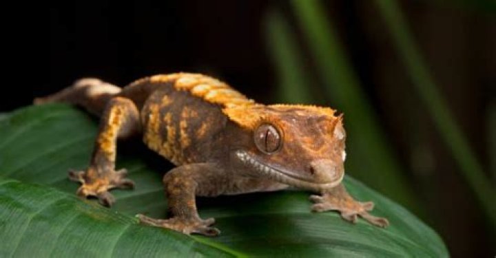 What are the big geckos called?