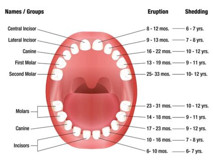 What deciduous teeth are commonly the first to exfoliate?