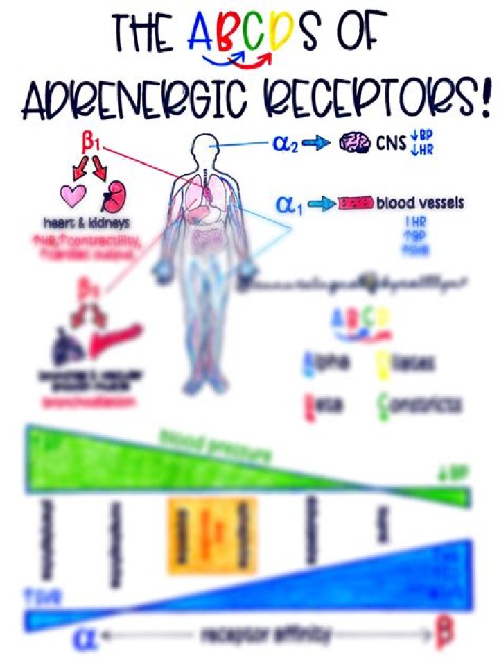 What do alpha adrenergic receptors do?