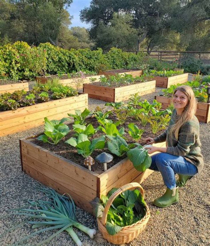 What do you put in the bottom of a raised vegetable garden?