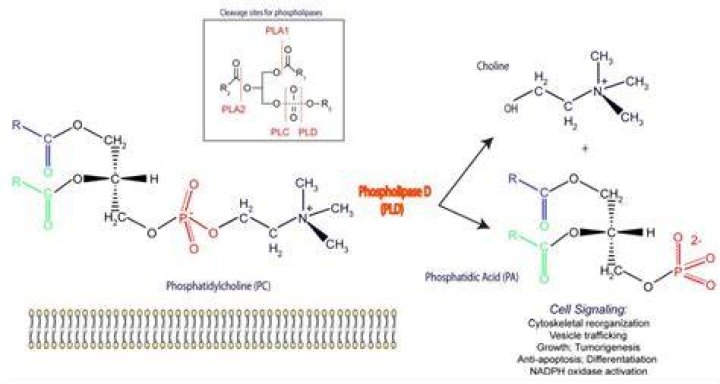 What does phospholipase D do?