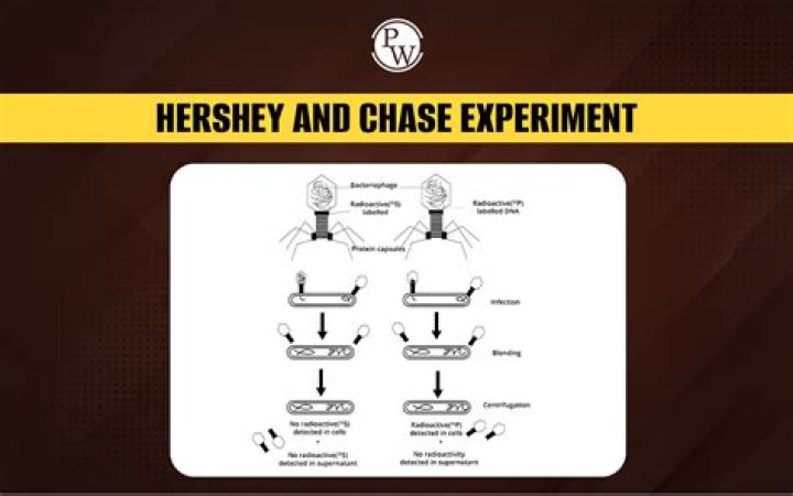 What does the Hershey-Chase experiment prove?