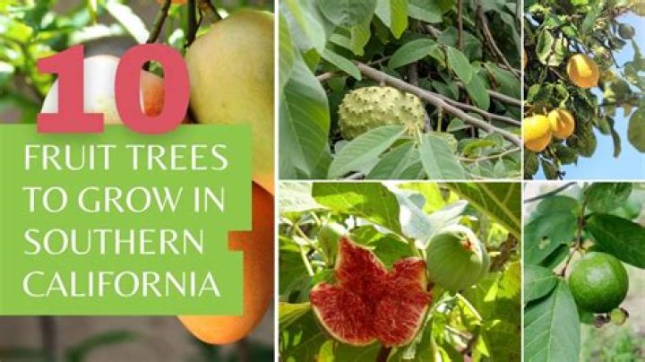 What hops grow best in Southern California?
