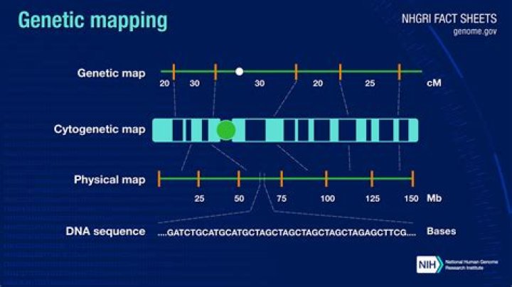 What is chromosome mapping in genetics?