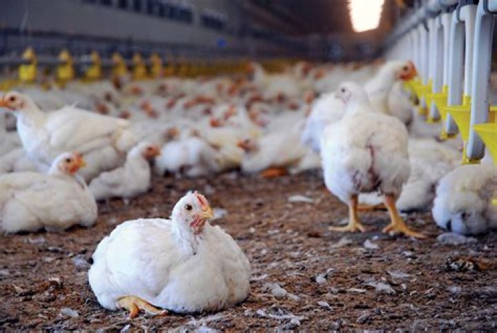 What is poultry farming Short answer?