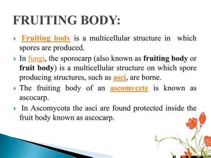 What is the fruiting body of Ascomycetes?