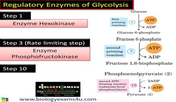 What is the primary function of rate limiting enzymes?