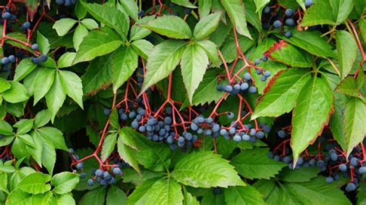 What is Virginia number one crop?
