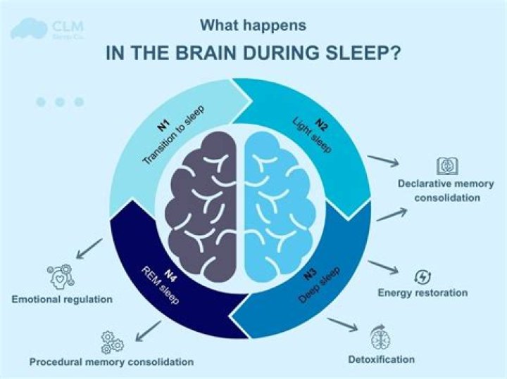 What part of the brain is active when we dream?