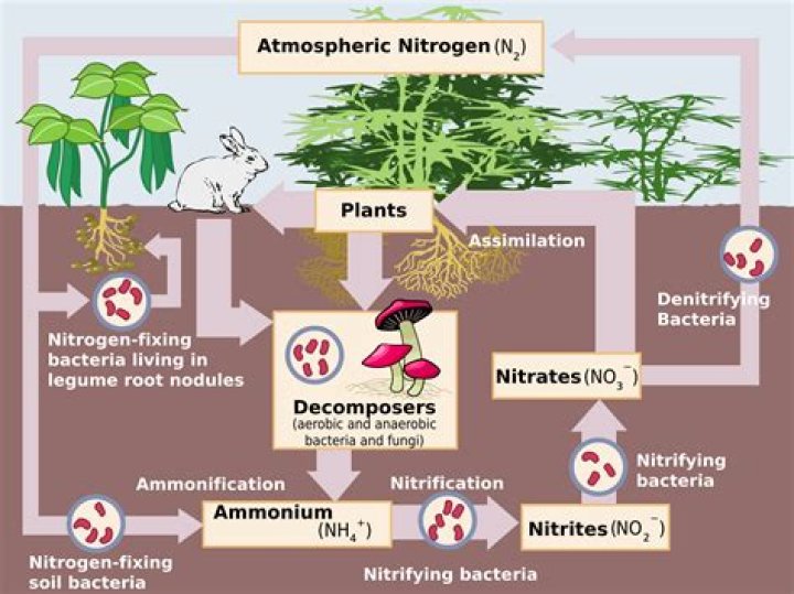 Where does nitrogen fixation occur?