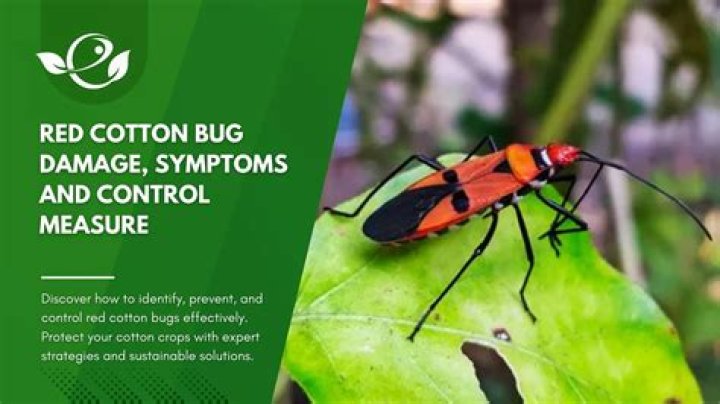 Which is the scientific name and family of red cotton bug?
